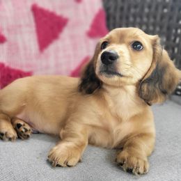 Dachshund Puppies from Amber Doxies