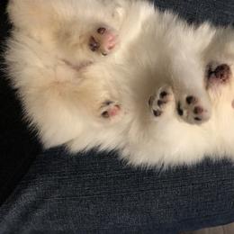 Pomeranian Puppies from Yates Pomeranians