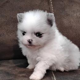 Fireworks - Blue merle female Pomeranian puppy in Northport, Alabama from 007 Hamilton Pomeranian