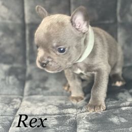 French Bulldog Puppies from Fabled Frenchies