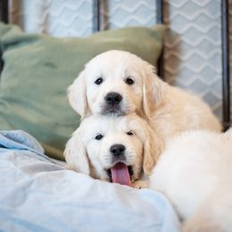 Golden Retriever Puppies from Kenwood Retrievers