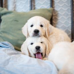 Golden Retriever Puppies from Kenwood Retrievers