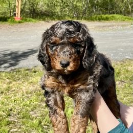 Kimber - Bernedoodle