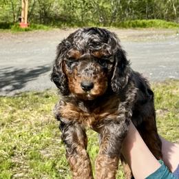 Kimber - Bernedoodle