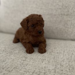 Poodle Puppies from Pups and Paws Toy Poodles