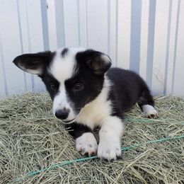 Cardigan Welsh Corgis from Southpaw Farms Corgis