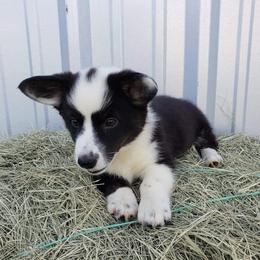 Cardigan Welsh Corgis from Southpaw Farms Corgis