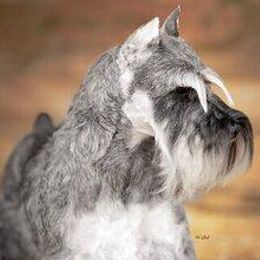 Black Russian Terriers and Miniature Schnauzers from Opal Ridge