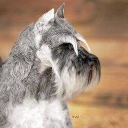 Black Russian Terriers and Miniature Schnauzers from Opal Ridge