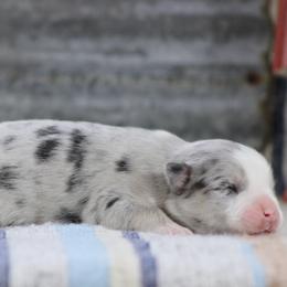 Opal - Blue merle female Australian Shepherd puppy in Quapaw, Oklahoma from Rocky Hill Aussies