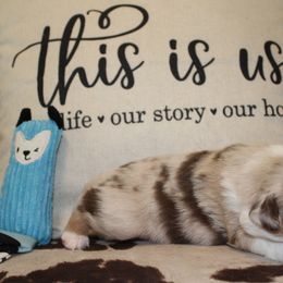 Beth - Miniature Australian Shepherd puppy in Victoria, Texas from 4M Australian Shepherds