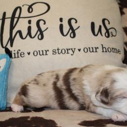 Beth - Miniature Australian Shepherd puppy in Victoria, Texas from 4M Australian Shepherds