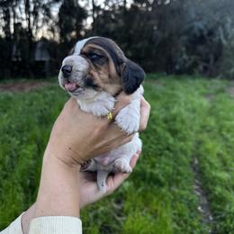 Claude - Black brown and white male Basset Hound puppy in El Sobrante, California from Happy Hills Bassets