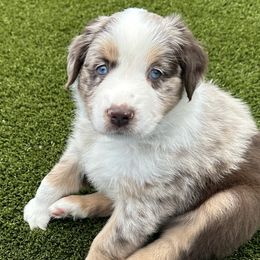 Boy 1 - Red merle Australian Shepherd puppy in Perkasie, Pennsylvania from Kid’s Kingdom Australian Shepherds
