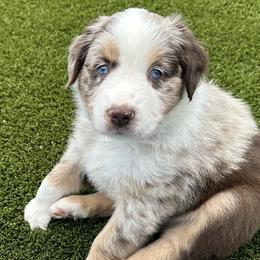 Boy 1 - Red merle Australian Shepherd puppy in Perkasie, Pennsylvania from Kid’s Kingdom Australian Shepherds