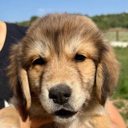 Ugo- light green - Tan male Colorado Mountain Dog puppy in Cotopaxi, Colorado from Once Upon A Moose (OUM)