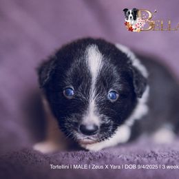 Tortellini - Black and white male Border Collie puppy in Bryantown, Maryland from Bellaclan Border Collies