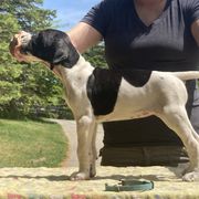 Black & White Girl - Sky Blue - Black and white Pointer puppy in Olympia, Washington from Birdsboro Pointers