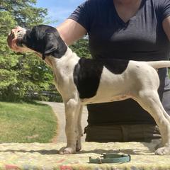 Black & White Girl - Sky Blue - Black and white Pointer puppy in Olympia, Washington from Birdsboro Pointers
