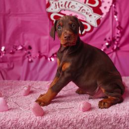 Doberman Pinscher and Labrador Retriever Puppies from GFDutton Retrievers & Dalla Grazia Dobermans