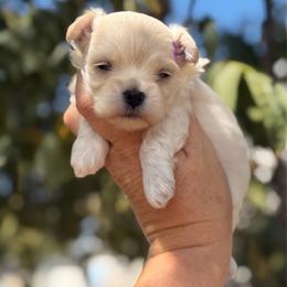 Sparkle - White female Maltipoo puppy in Newport Beach, California from Exotic City Pomeranians and chihuahuas