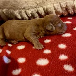 Girl 1 - Red female Dachshund puppy in Sedgewickville, Missouri from Heritage Boerboels