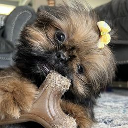 Shih Tzus from GunPilot Farms: Shih Tzu Breeders