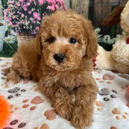 Zola - Red female Cavapoo puppy in Lebanon, Missouri from Danielle’s Doodles