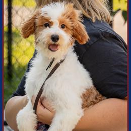Vidia - Parti female Goldendoodle puppy in Connersville, Indiana from Deaz Doodle Ranch