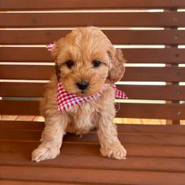 Rex - Red male Cockapoo puppy in Saint Cloud, Florida from Lakeside Cockapoos