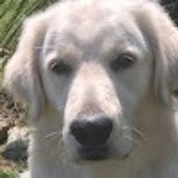 Princess - Goldendoodle