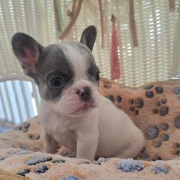 Lilac pied male - White and brindle male French Bulldog puppy in Tuscaloosa, Alabama from J & J classic frenchies