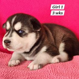 Girl 1 - Black and white female Siberian Husky puppy in Grayson, Kentucky from Kentucky Huskies