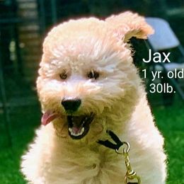 Goldendoodle Puppies from Ninnie's Doodles