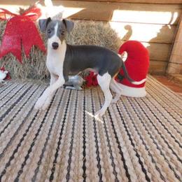 Bianca Male 2 - Blue male Italian Greyhound puppy in Sparta Tn And Caryville Fl, Tennessee from Summerwind Kennel