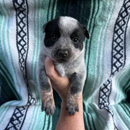 Boy 3 - Blue male Australian Cattle Dog puppy in Cottage Grove, Oregon from Heirloom Ranch