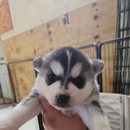 Siberian Husky Puppies from Spirit of the Moon Siberians