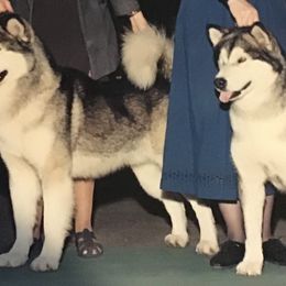 Alaskan Malamute All Grown Up from Illusion Kennel