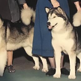 Alaskan Malamute All Grown Up from Illusion Kennel