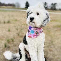 Posey - Sheepadoodle
