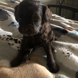 Cockapoo Puppies from Rouffman Doodles