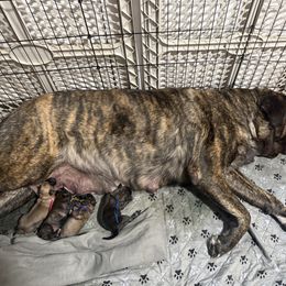 Mastiff puppies from 2A Mastifs