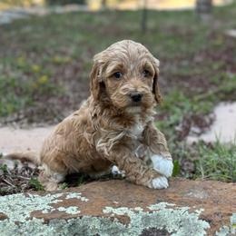 Luna - Red  female Goldendoodle puppy in Monument, Colorado from Colorado Dreamin Doodles