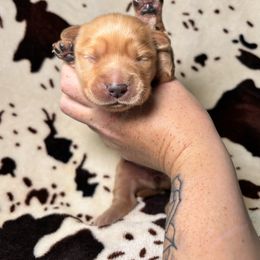 Rusty - Golden male Golden Retriever puppy in Sevierville, Tennessee from Renko Kennel