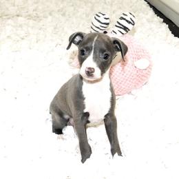 Pia's Female - Blue female Italian Greyhound puppy in Sparta Tn And Caryville Fl, Tennessee from Summerwind Kennel