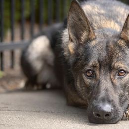 French Bulldogs and German Shepherds from The Iron Canine