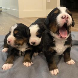 Bernese Mountain Dogs from Betta With Jetta