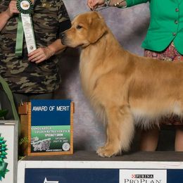 Golden Retrievers from Lynne Briggs