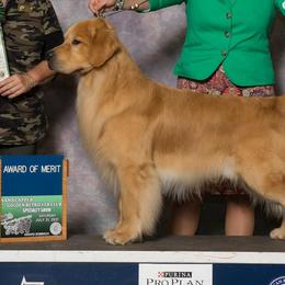 Golden Retrievers from Lynne Briggs