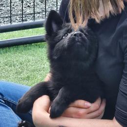 Annie - Black seal female German Shepherd puppy in Sequim, Washington from German Shepherd Haus